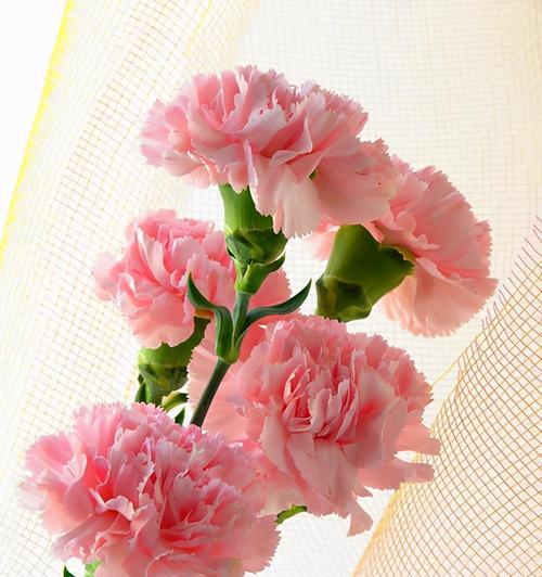 母亲节送康乃馨的花语是什么？康乃馨代表了什么？