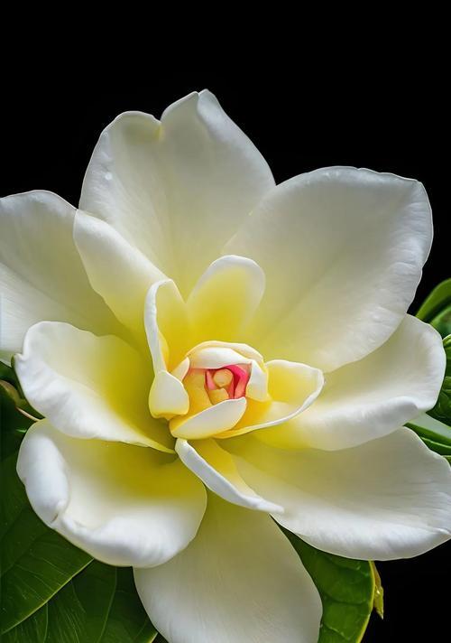 纯白色花的寓意是什么？白色花象征什么？