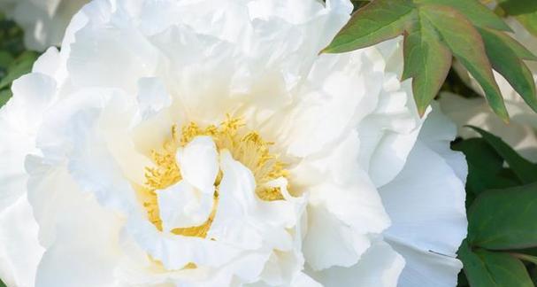 纯白色花的寓意是什么？白色花象征什么？