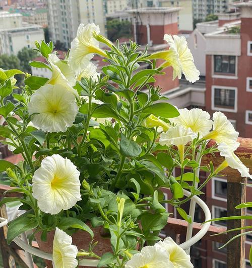 白色喇叭花寓意着什么？