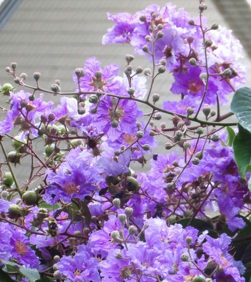 紫色紫薇花有哪些寓意和象征？