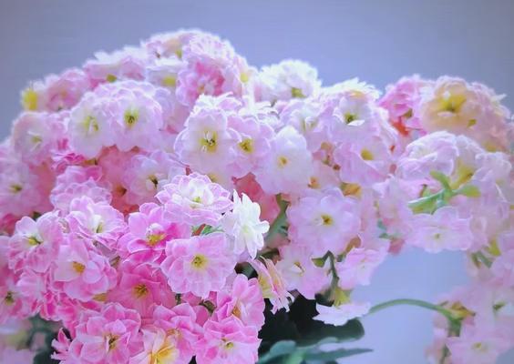 哪种花送给长辈寓意家庭美满？