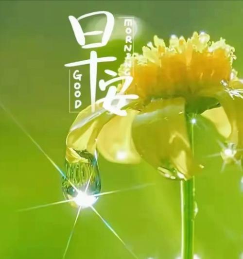 哪些花象征着辉煌？白色花朵的辉煌寓意是什么？