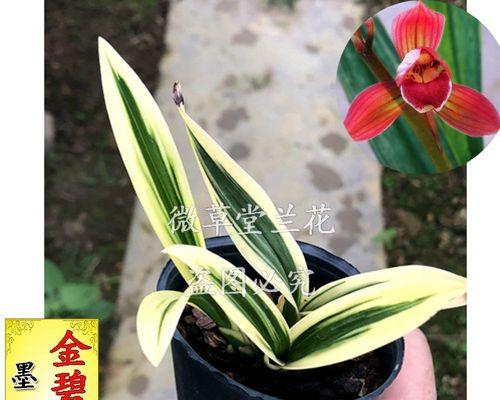 哪些花象征着辉煌？白色花朵的辉煌寓意是什么？
