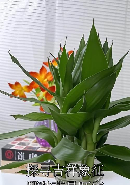庭院中寓意发财富贵的花有哪些？这些花的象征意义是什么？