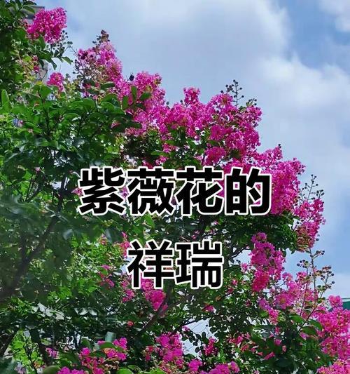 庭院中寓意发财富贵的花有哪些？这些花的象征意义是什么？