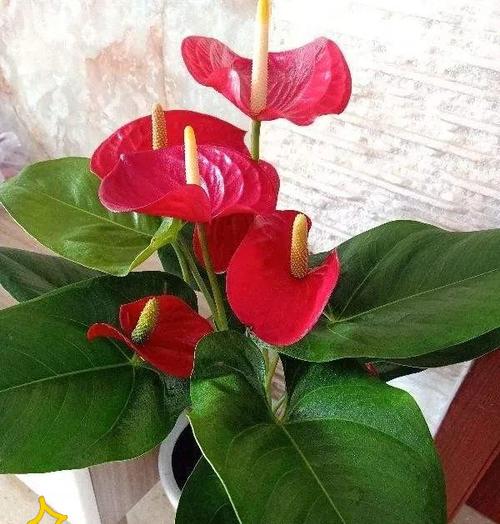 庭院中寓意发财富贵的花有哪些？这些花的象征意义是什么？