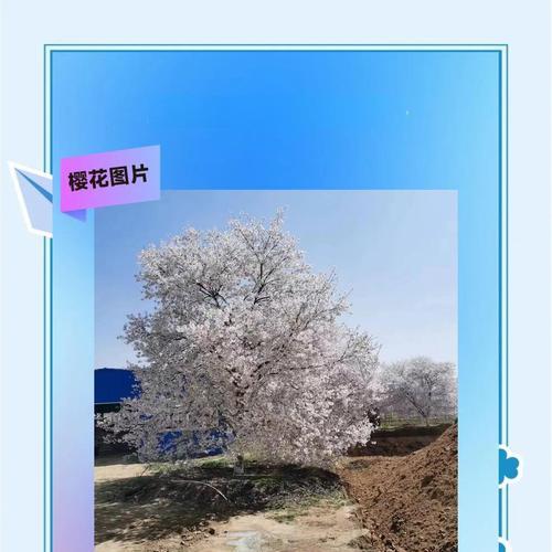 花樱秀色代表什么含义？