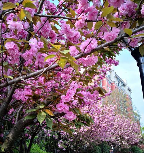花樱秀色代表什么含义？