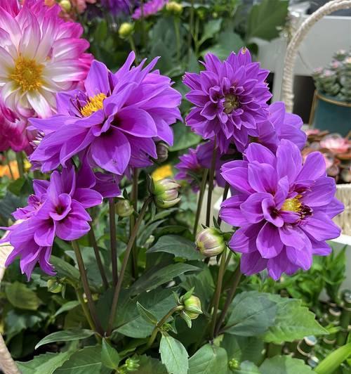 哪些紫色的花寓意吉祥？紫色花的花语有哪些？