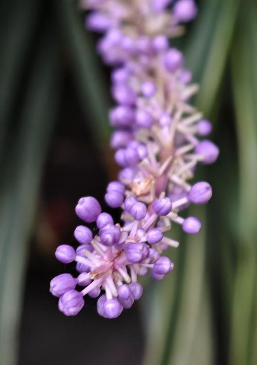 哪些紫色的花寓意吉祥？紫色花的花语有哪些？