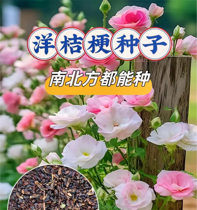 节根花的花语有哪些含义？