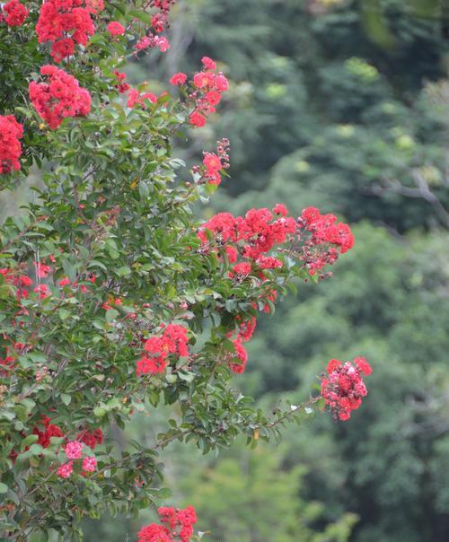 红白色花的寓意是什么？它们代表了哪些情感？