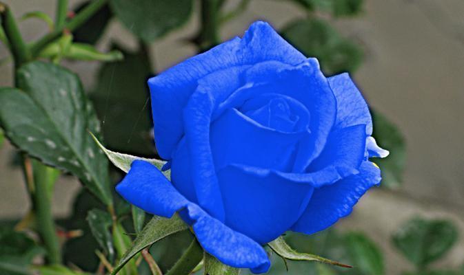 蓝色系月花的寓意是什么？蓝色系月花象征着什么？