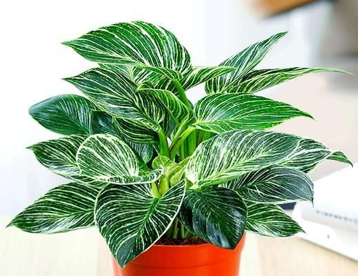 好运花代表什么？好运花的寓意是什么？