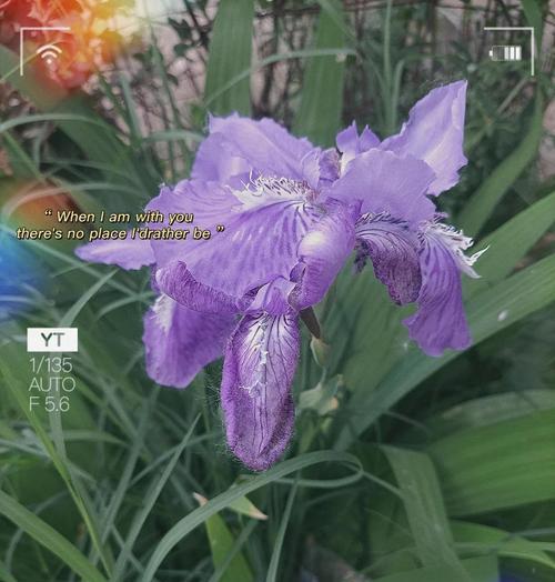 紫色花代表友情的花语是什么？它有什么寓意？