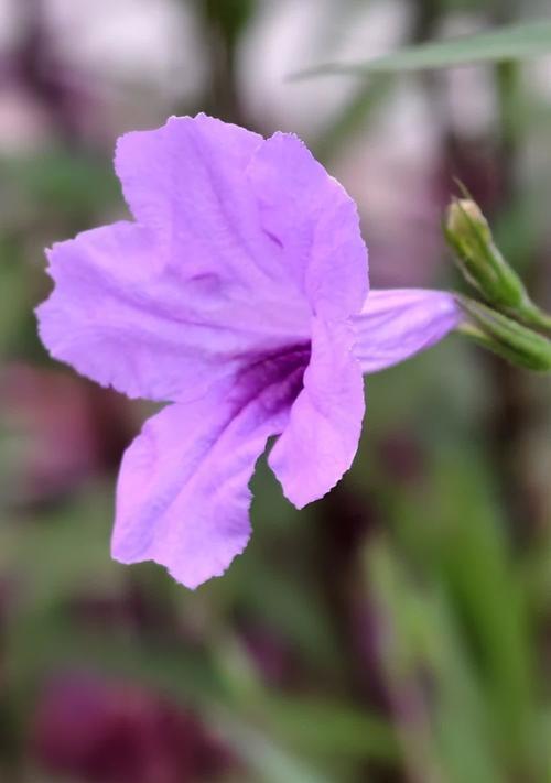 紫色花代表友情的花语是什么？它有什么寓意？