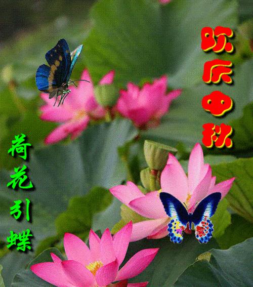中秋节送粉红色花有何含义？粉红色花在中秋的意义是什么？