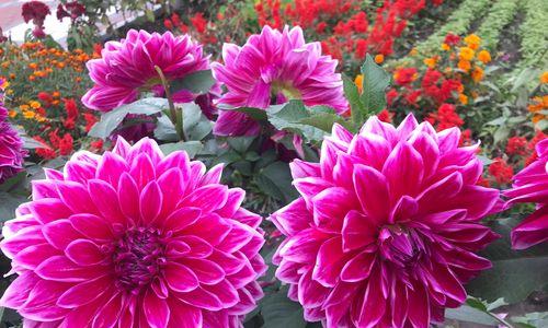 中秋节送粉红色花有何含义？粉红色花在中秋的意义是什么？