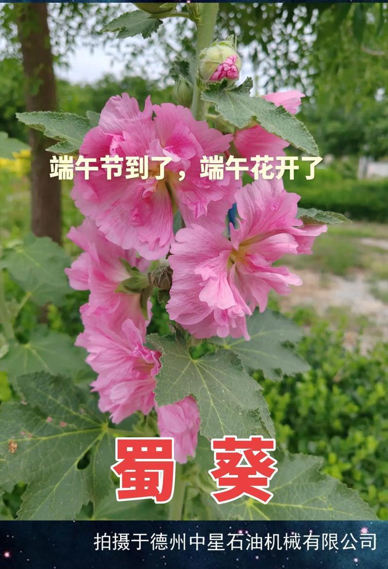 端午节送婆婆花有什么寓意？适合送哪些花给长辈？