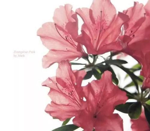 哪种花代表成功？成功的花有哪些寓意？