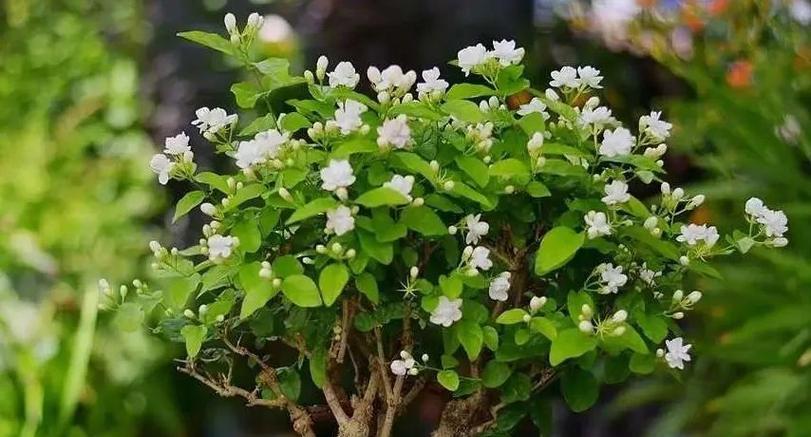 哪些绿色花寓意较好？