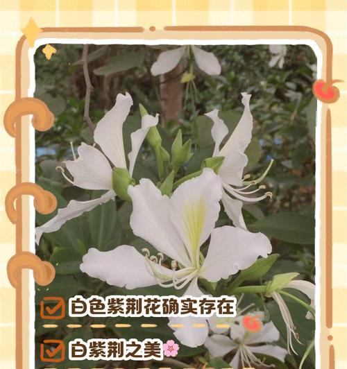 白色花象征什么？白色花如何代表民族团结？