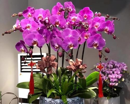 过节时家里摆放什么花最合适？这些花的寓意是什么？