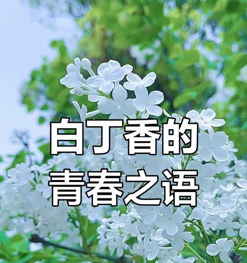 银白色花的寓意是什么？银白色花象征着什么？