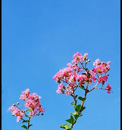 七色紫薇花寓意何在？每种颜色代表什么？