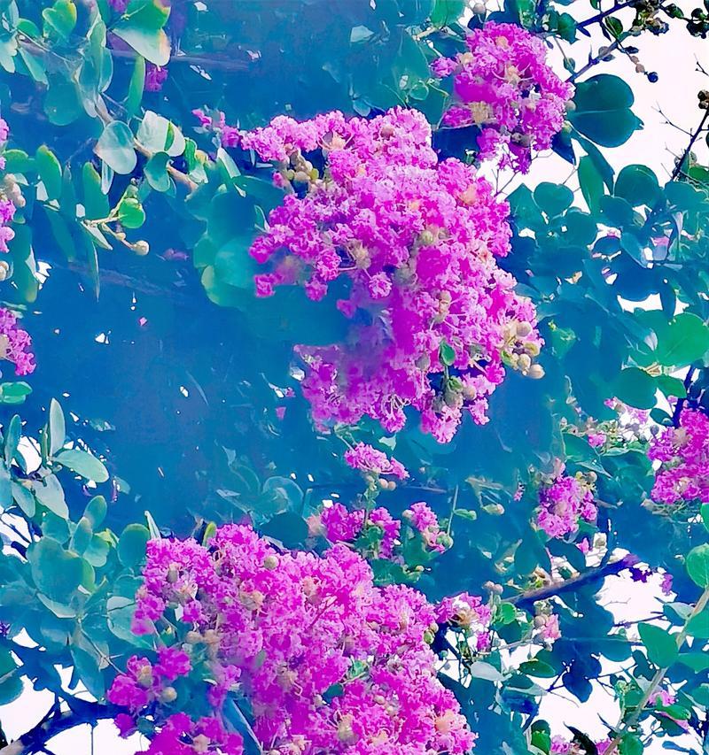 七色紫薇花寓意何在？每种颜色代表什么？
