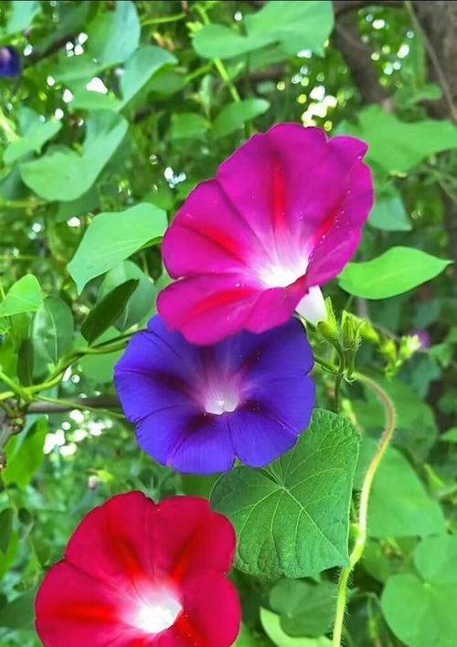 七色花象征着哪种植物？它的花语和寓意是什么？
