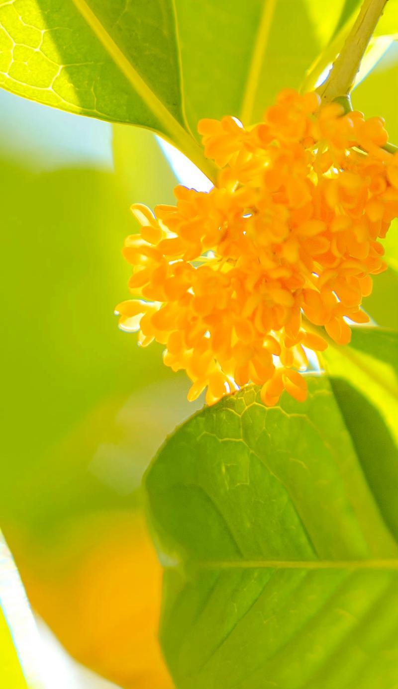 七色花象征着哪种植物？它的花语和寓意是什么？