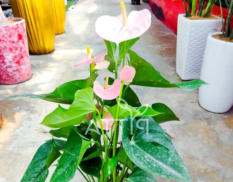 什么花象征伪装的快乐？它的花语有何深意？
