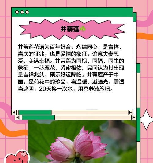 哪些可养殖花象征爱情？它们的寓意是什么？