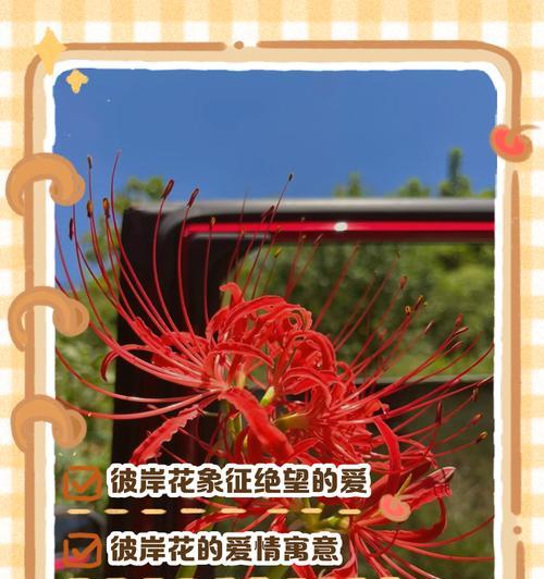 哪些可养殖花象征爱情？它们的寓意是什么？