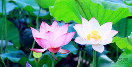 幸福鸟花的寓意是什么？幸福鸟花在花语中代表什么？