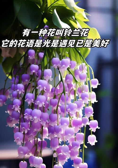 不同颜色的花象征着什么？花的颜色代表什么？