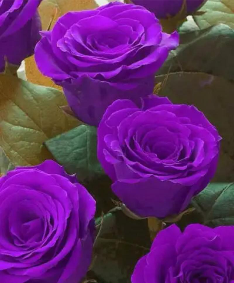 不同颜色的花象征着什么？花的颜色代表什么？