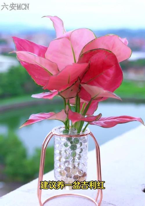 红吉祥花的寓意是什么？