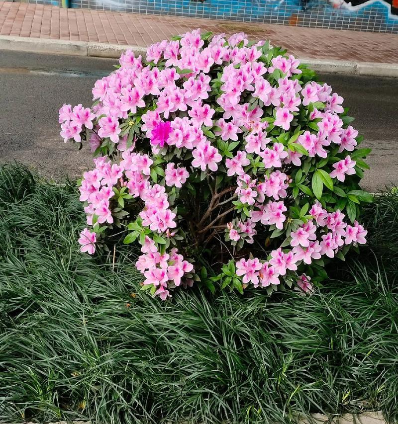 哪种花寓意平平淡淡的爱情？平平淡淡爱情的花有哪些？