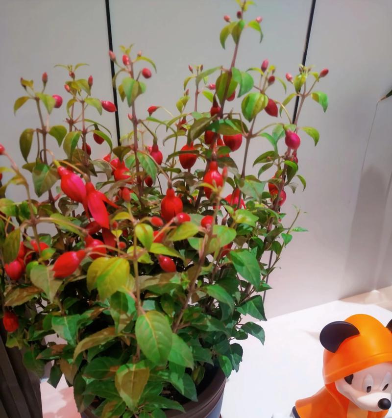 哪种花寓意平平淡淡的爱情？平平淡淡爱情的花有哪些？