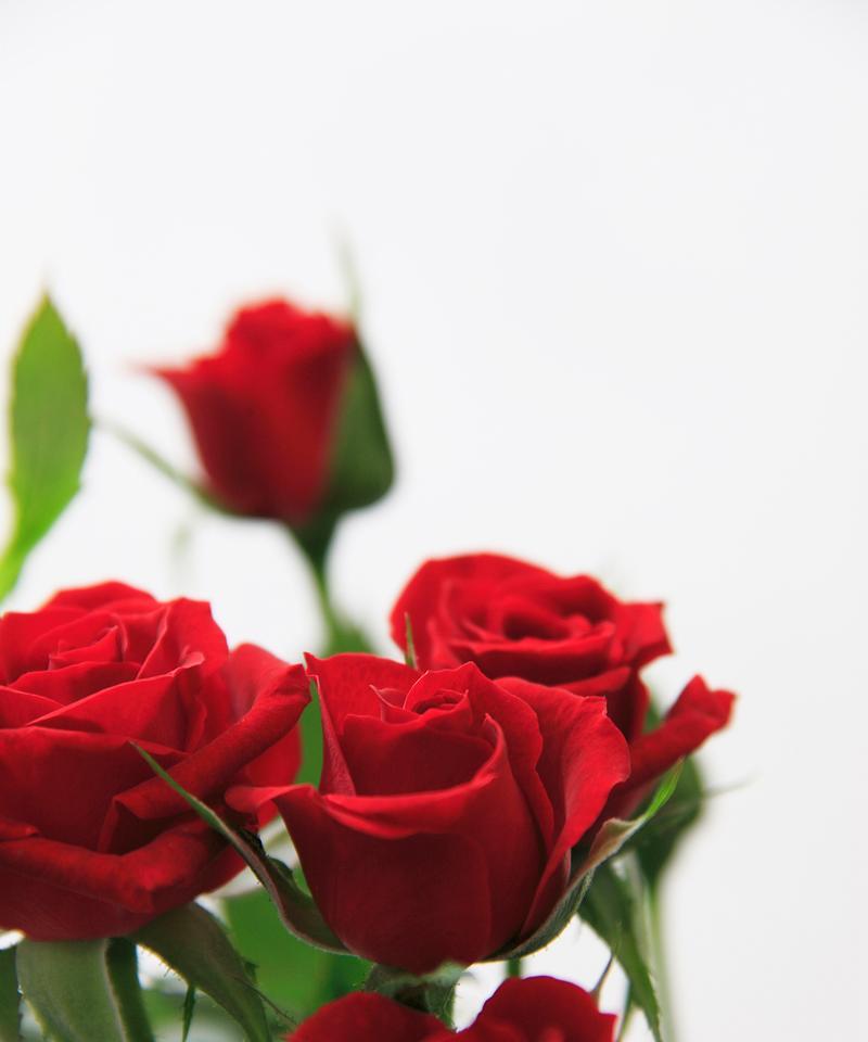 什么花象征着放弃的爱情？这些花的花语是什么？