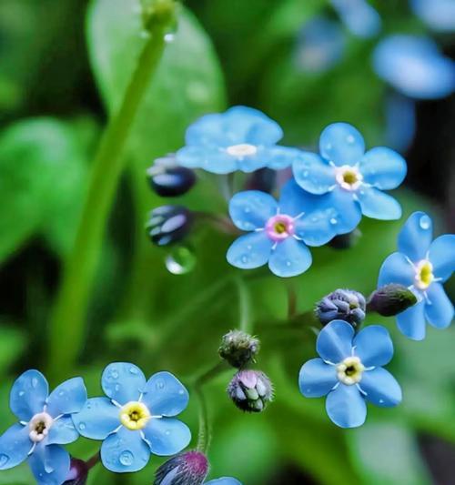 什么花象征着放弃的爱情？这些花的花语是什么？
