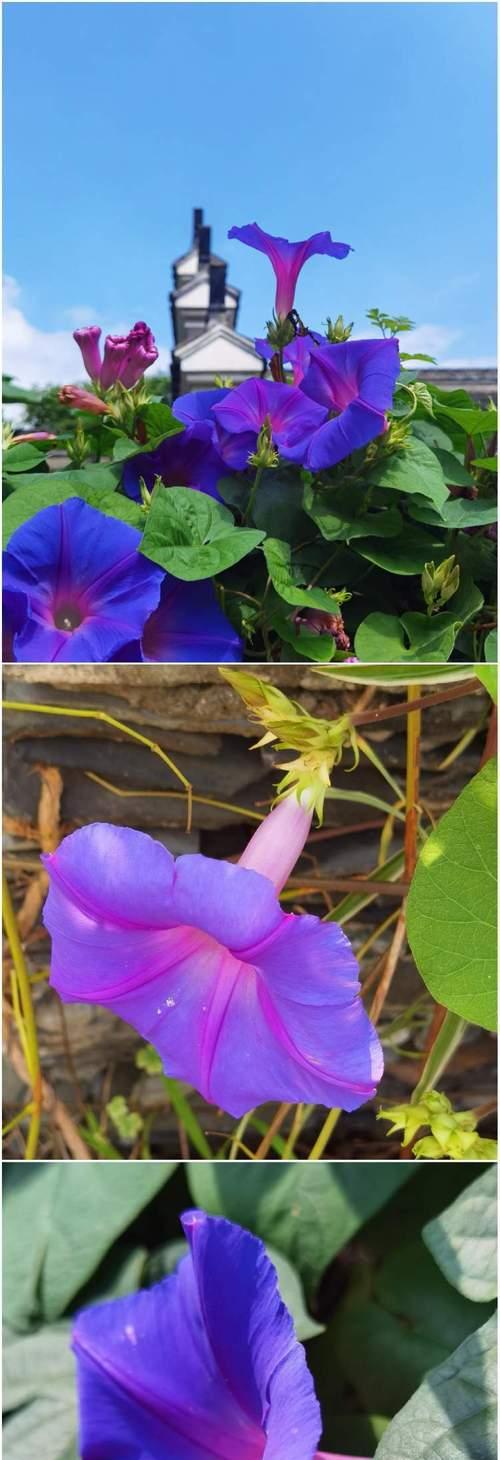 什么花象征着放弃的爱情？这些花的花语是什么？