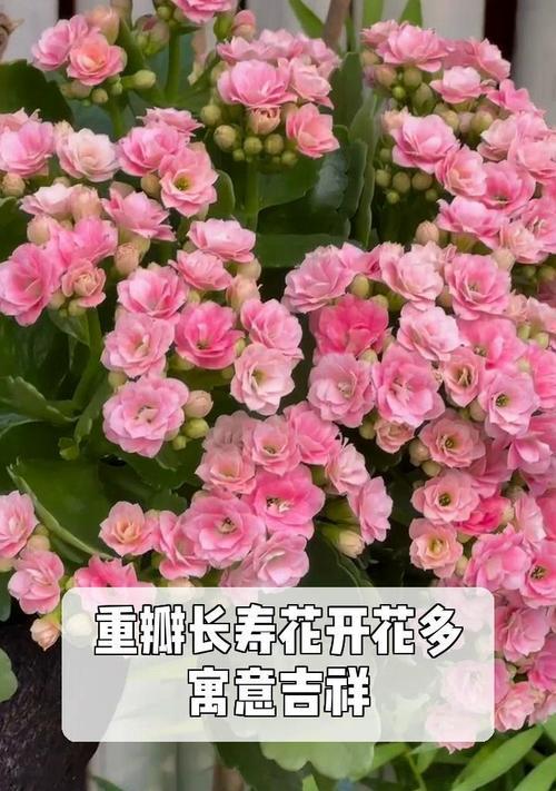 长寿花象征着什么？有哪些好寓意的成语？