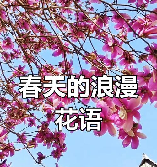 春色代表的花语是什么？春天的花有哪些寓意？