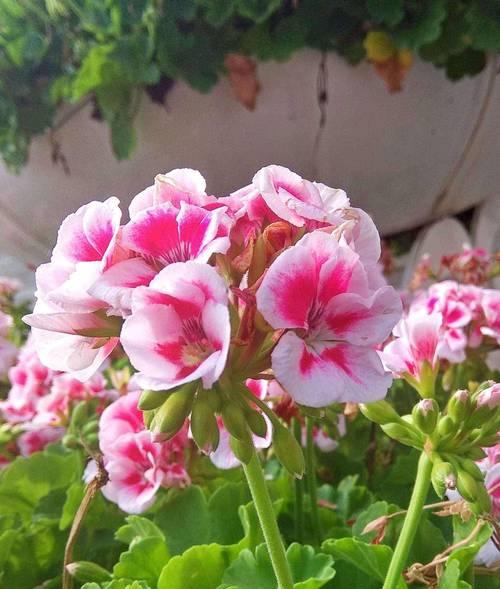 春色代表的花语是什么？春天的花有哪些寓意？
