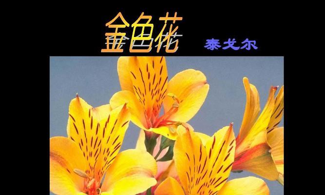 文中的金色花象征着什么？金色花在文学中通常代表什么？