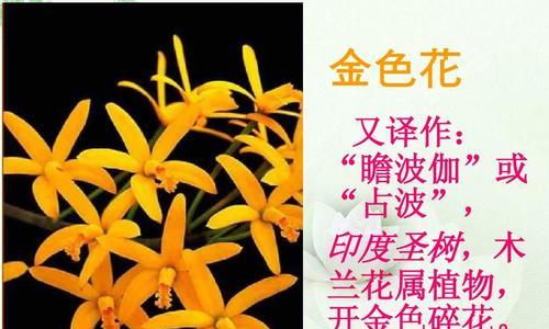 文中的金色花象征着什么？金色花在文学中通常代表什么？